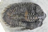 Bug-Eyed Coltraneia Trilobite Fossil - Ofaten, Morocco #359160-1